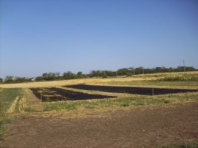 Опытное поле в хуторе Недвиговка (Танаис)